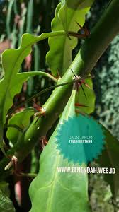 Nursery exoticmatahari trading alamat :jalan kuantan bypas (bukit rangin)nurseri hanya 100 banyak pokok yang kita tanam sekeliling rumah sebagai pokok bunga atau pokok ulam dah termasuk dalam kategori ni tapi bila dah masuk kumpulan herba, macam2. Een Endah Manfaat Daun Jarum Tujuh Bintang