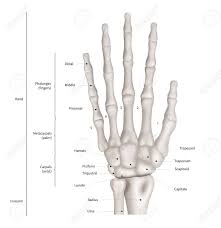 Infographic Diagram Of Human Hand Bone Anatomy System Anterior