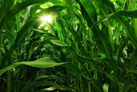 Maybe you would like to learn more about one of these? Ù†ØªÙŠØ¬Ø© Ø¨Ø­Ø« Ø§Ù„ØµÙˆØ± Ø¹Ù† Corn Field Background Farm Wall Art Canvas Photo Prints Farm Art