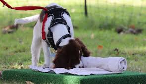 Breeds in the hunting, working, or herding groups (e.g., labrador retrievers, hounds, collies and shepherds) will need the most exercise. How Long Should I Exercise My Puppy