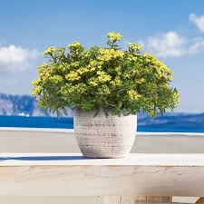 Image result for Sedum