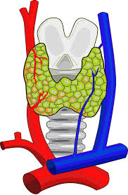 Thyroid Gland Anatomy stock vector. Illustration of science - 7272589