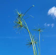 Image result for Cyperus haspan