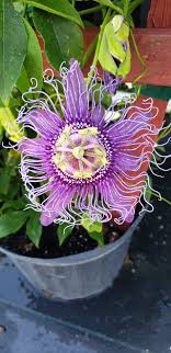 Maybe you would like to learn more about one of these? Carolina Farmers Market Home Facebook