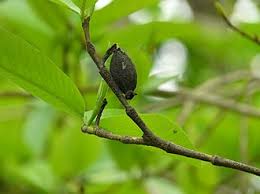 Image result for Gardenia resinifera