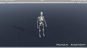 Dgizmo galbladder / / the gallbladder extracts water from its store of bile until the liquid becomes highly concentrated. Humanoid Human Muscle Skeleton Skin Veins Stomach Liver Heart Lungs Scull Hand Anatomy Assetsdeals Pro