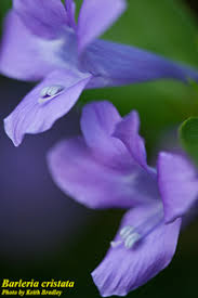 Image result for Barleria crassa