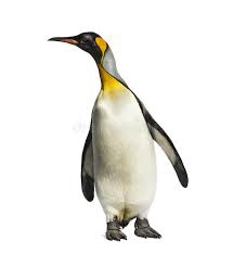 King Penguin Standing In Front Of A White Background Isolated On White Sponsored Ad Affiliate Penguin Backgro White Background King Penguin Penguins