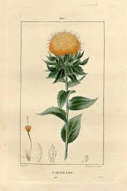 75823 Carthamus Tinctorius L Chaumeton F P Flore Medicale Vol 2 T 101 1829 Botanical Illustration Botanical Flowers Illustration