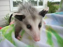 The above diets are for temporary feeding only until help can be found. My Virginia Opossum