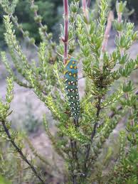 Image result for Anthospermum