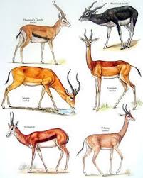 Thomson S Gazelle Male Impala Black Buck By Mysunshinevintage Animal Book Impala Animal Animals