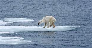 Il a ajouté une image dâ ours polaire sur une image de plage. Ours Polaire L Auteure De La Photo Qui A Fait Le Tour Du Monde Lance Un Appel Contre Le Rechauffement Le Huffpost