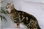 Bengal kittens for sale in Florida