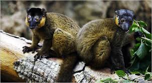 And, of course, someone has to be the director! Madagascar At Bronx Zoo Beware Island Wonders Of The Creature Without The New York Times