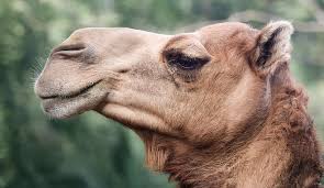 Where is the camel in the face puzzle. A Close Up Of The Head Of A Dromedary Or Camel Photograph By Derrick Neill