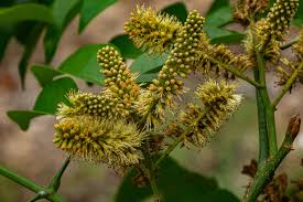 Image result for Erythrophleum suaveolens