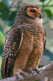Mert Malkoc Adli Kullanicinin Owl Panosundaki Pin Yirtici Kuslar Hayvan Hayvan Resimleri