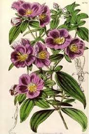 Image result for Antherotoma densiflora