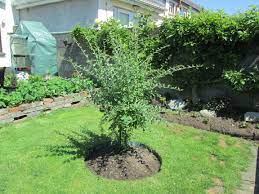 How To Grow A Goji Berry Tree In A Small Garden Growing Goji Berries Berry Plants Fruit Trees