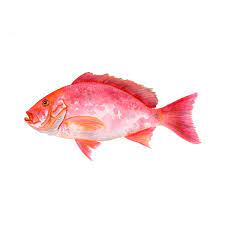 Red Snapper Watercolor Print Watercolor Fish Red Snapper Fish Wall Decor