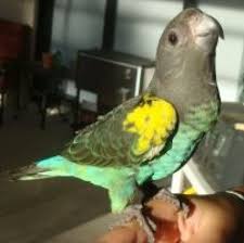 Rainbow Parrots Our Happy Babies In Their New Homes Parakeets Rainbow Parakeets Parrot Birds For Kids Happy Baby
