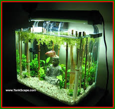 Pin On Salt Water Fish Tank