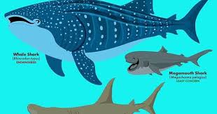 Know Your Filter Feeding Sharks Fun Facts About Animals Endangered Animals Marine Conservation