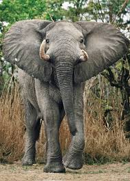 Elephants in the wild get their water from lakes, rivers, ponds or watering holes. The Hunted The New Yorker