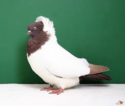 German Nun Pigeon Red Pigeon Breeds World Birds Beautiful Birds