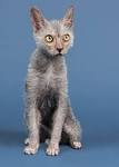 Lykoi Cat Breed, History And Characteristics (Wolf Cat)