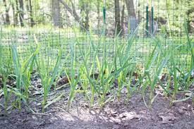 Check out tips & tricks from glad®. Growing Garlic Planting And Caring For The Garlic Plant Hgtv