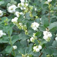 An infusion of the leaves has been used as a wash for weak and inflamed eyes. Symphoricarpos Albus Common Snowberry Hedge Nursery