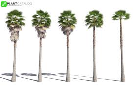 Maybe you would like to learn more about one of these? Artstation 3d Plant Model Of Mexican Fan Palm Washingtonia Robusta 2 Frederic Bec