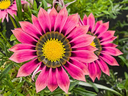 Image result for Gazania krebsiana