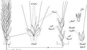 مراحل نمو القمح بالصور موقع المهندس