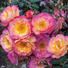Use them in commercial designs under lifetime, perpetual & worldwide rights. Downton Abbey Pretty Lady Rose Rose Finegardening