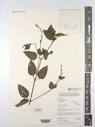 Image result for Asystasia malawiana