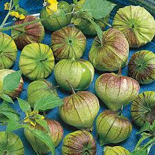 Plant one plant per tomatillo plants are an attractive and interesting addition to any garden. Purple Tomatillo Seeds Park Seed