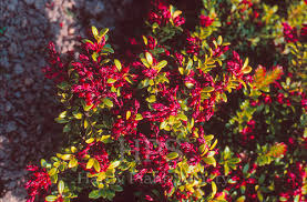 Image result for Vaccinium madagascariense