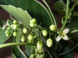 Image result for Erythroxylum platycladum