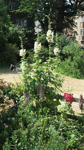 Cottage Garden In Brighton England Brighton England Cottage Garden Brighton