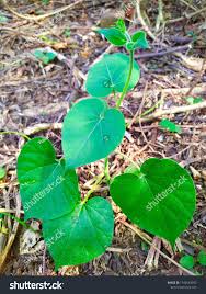 Image result for Telosma