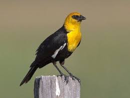 Black And White Bird With Red Head California Yellow Headed Blackbird Black Bird Birder White Patches