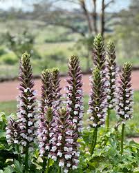 Image result for Aeollanthus ukamensis