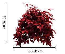 Plant range c china, japan. Blush Nandina Is A Low Shrub With Red Growth For Most Of The Year Hardy Exotic Range