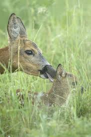 Ein Ohr Abkauen Forum Fur Naturfotografen Wilde Tiere Susseste Haustiere Ausgestopftes Tier