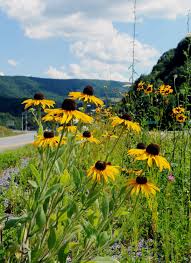 Check spelling or type a new query. Slideshow Wildflowers Of Southern West Virginia Gallery Bdtonline Com