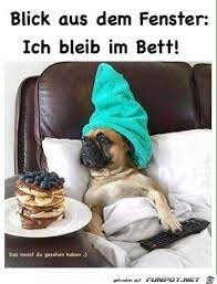cute dogs funny animal pictures puppies