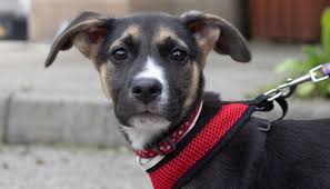 Can you offer a loving, forever home to any of the cats and kittens currently in our care? Rspca York Harrogate District Branch Home
